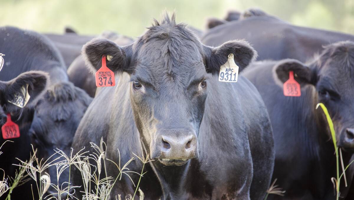 Acland Pastoral Company runs a 4000 head cattle operation.