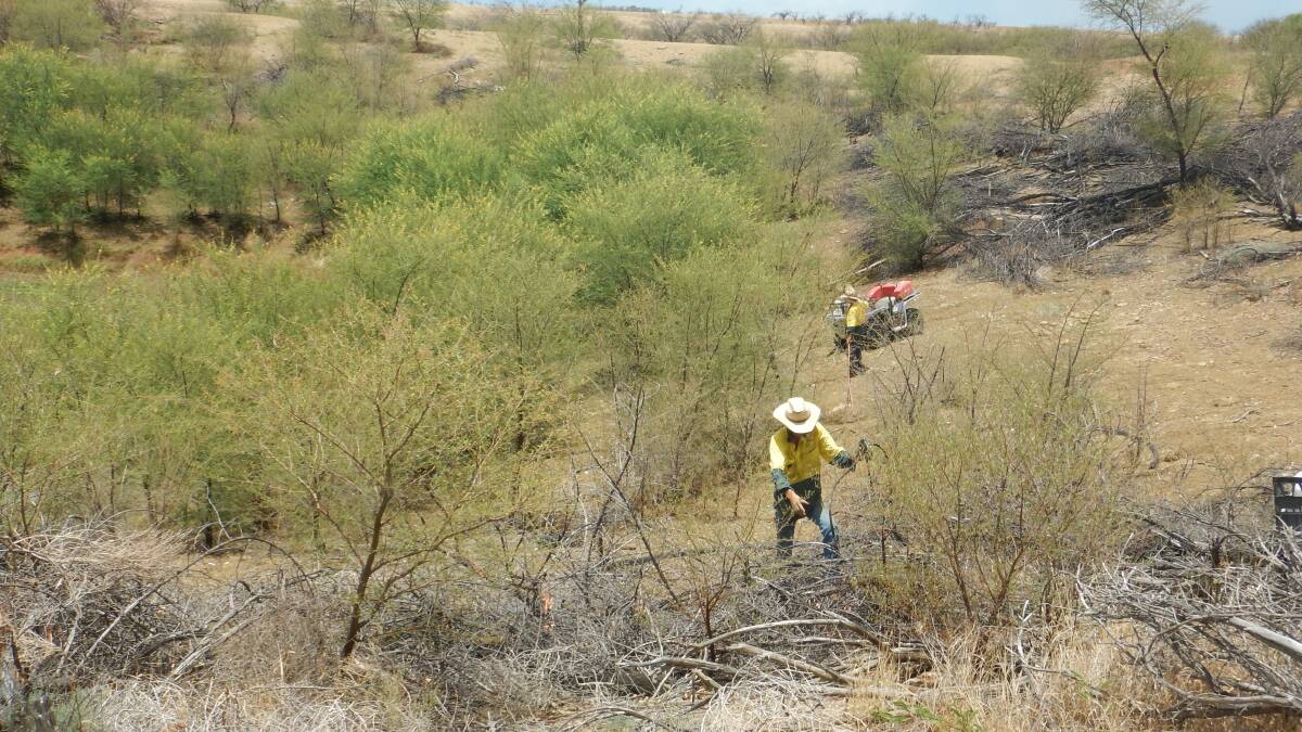 SHOW US THE MONEY: Desert Channels Queensland field officers Lance Sidebottom and Jason Smith tackling the prickly acacia problem on Stamford Downs south west of Hughenden.