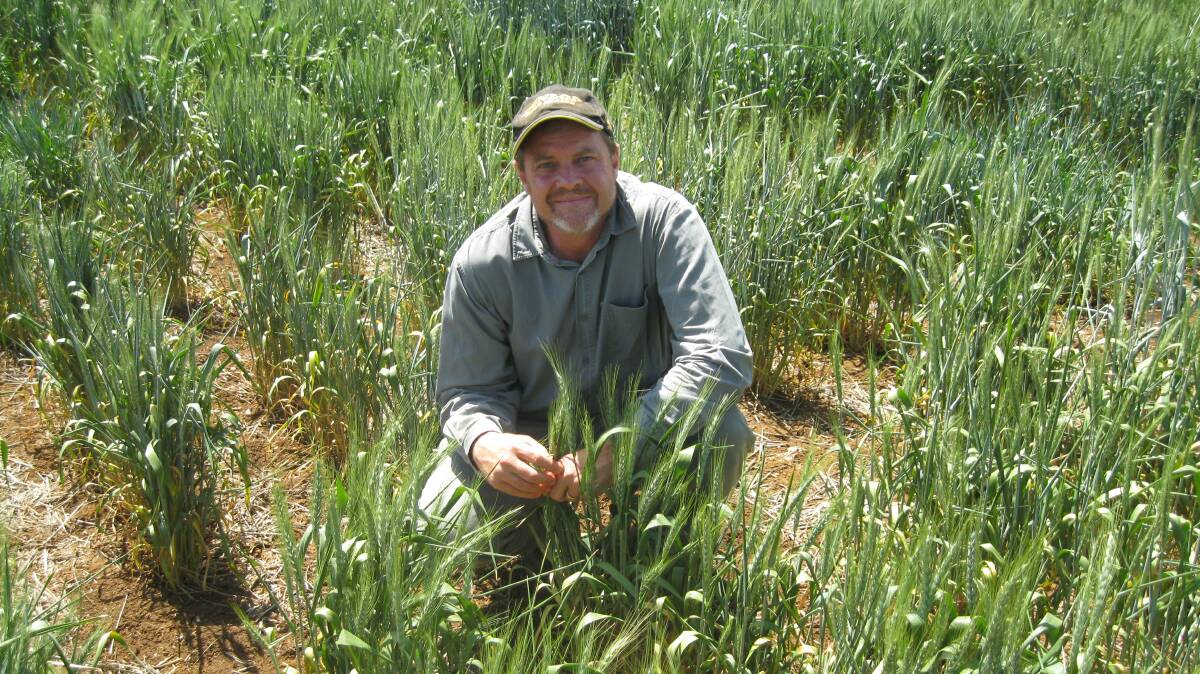 CEREAL PROBLEM: NSW DPI senior plant pathologist Steven Simpfendorfer says there is growing evidence that soil-borne diseases exacerbate yield impact when they occur in combination.