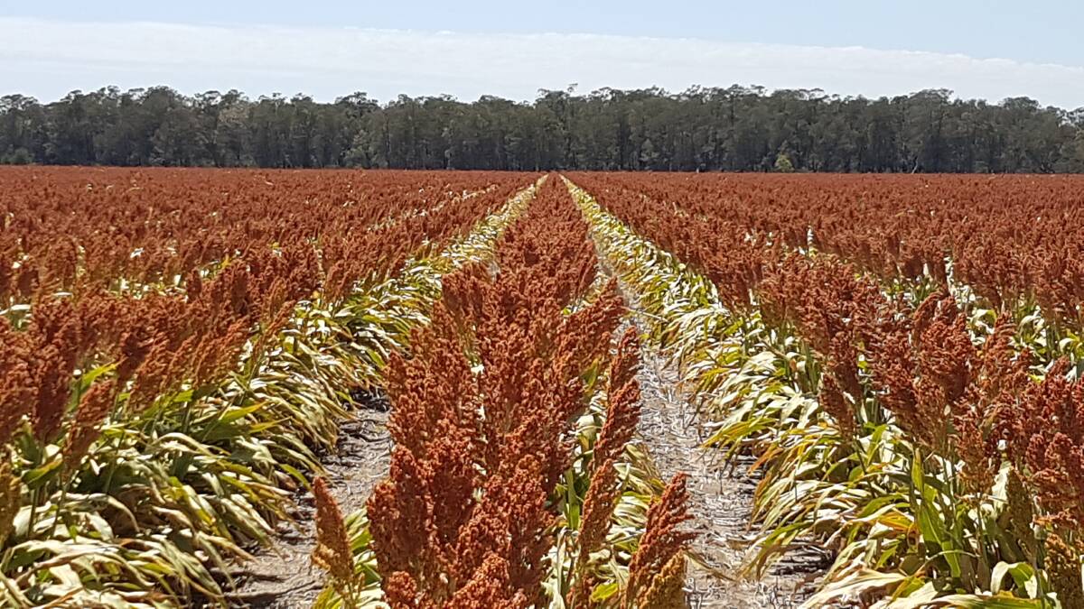 Grain sorghum is a significant part of the crop rotation at Kioma Farming. Photo: Stef Oostvogels