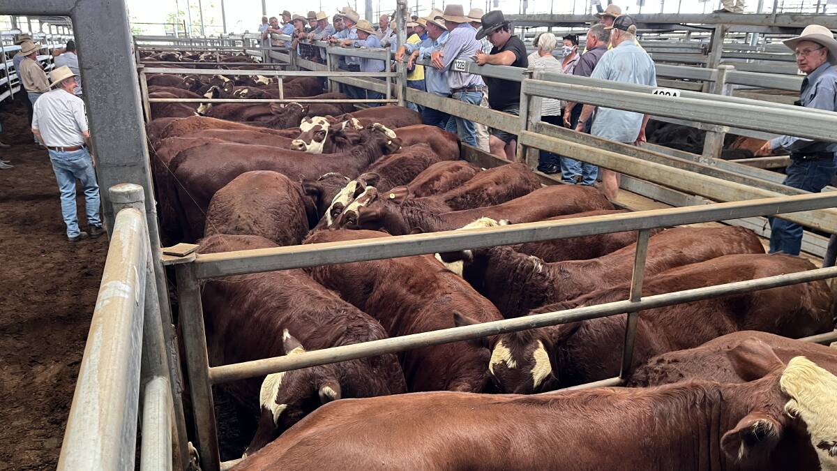 3272 head: George and Fuhrmann's Day Three Bos indicus sale averaged $2005.