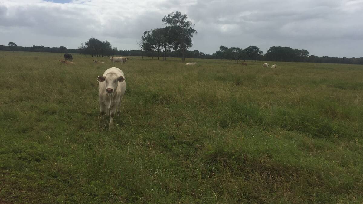 Productive pangola grass-based pastures on Tandora.