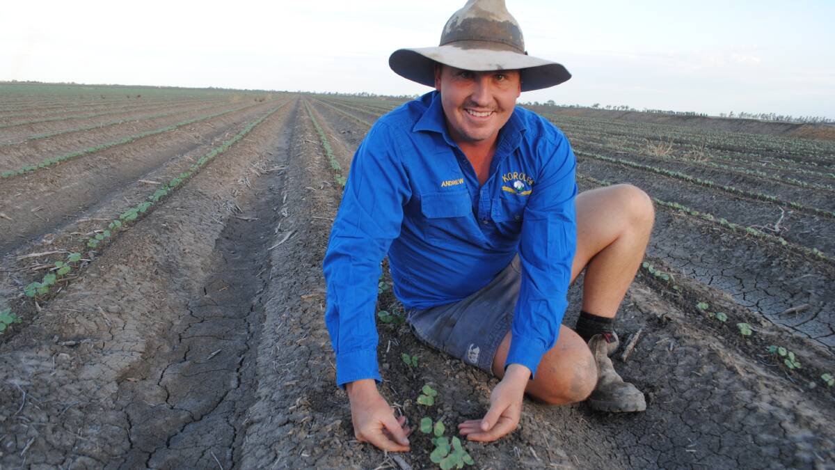 MILESTONE: Andrew Newell with the 40th crop planted by Korolea Farming at Goondiwindi. 
