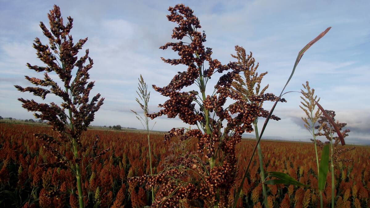 TESTING TIMES: The Supreme Court has directed parties involved in a class action involving sorghum seed contaminated with shattercane to prepare written submissions. 