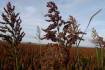 Sorghum shattercane court case heads to conclusion