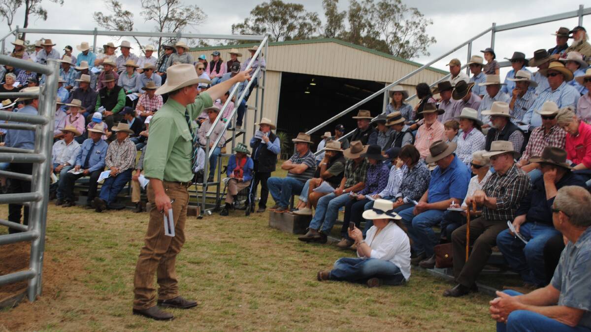 IN DEMAND: A big crowd of buyers turned out for the Dunlop Santa sale at Proston, resulting in an outstanding $9217 average.