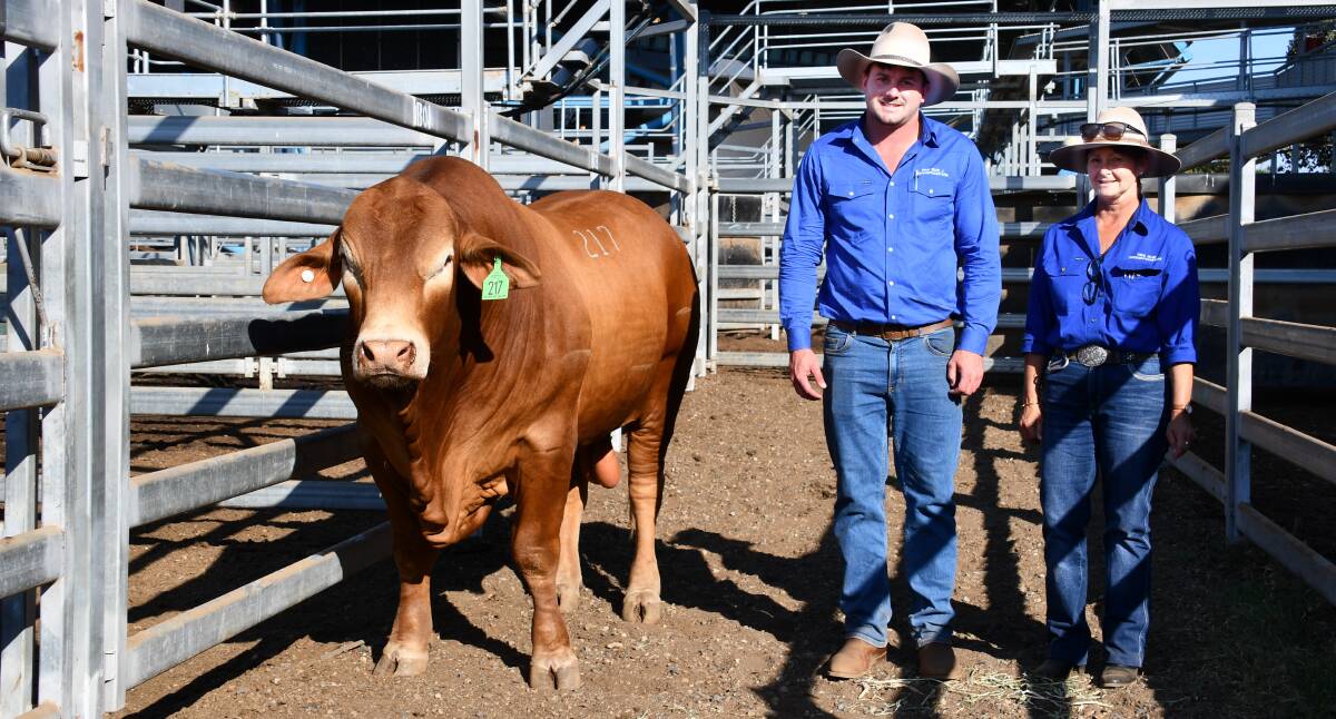 True Blue Beckett (P) offered by Jake and Julie Thompson, True Blue Droughtmasters, Childers, sold for $34,000 to Rangeview Droughtmasters, Cooroy. Picture - JANE LOWE