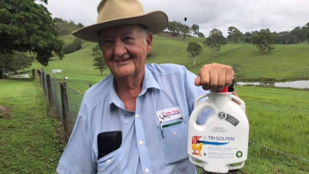 Gympie district cattle producer Ivan Naggs is using Tri-Solfen as a pain relief before and after dehorning his calves.