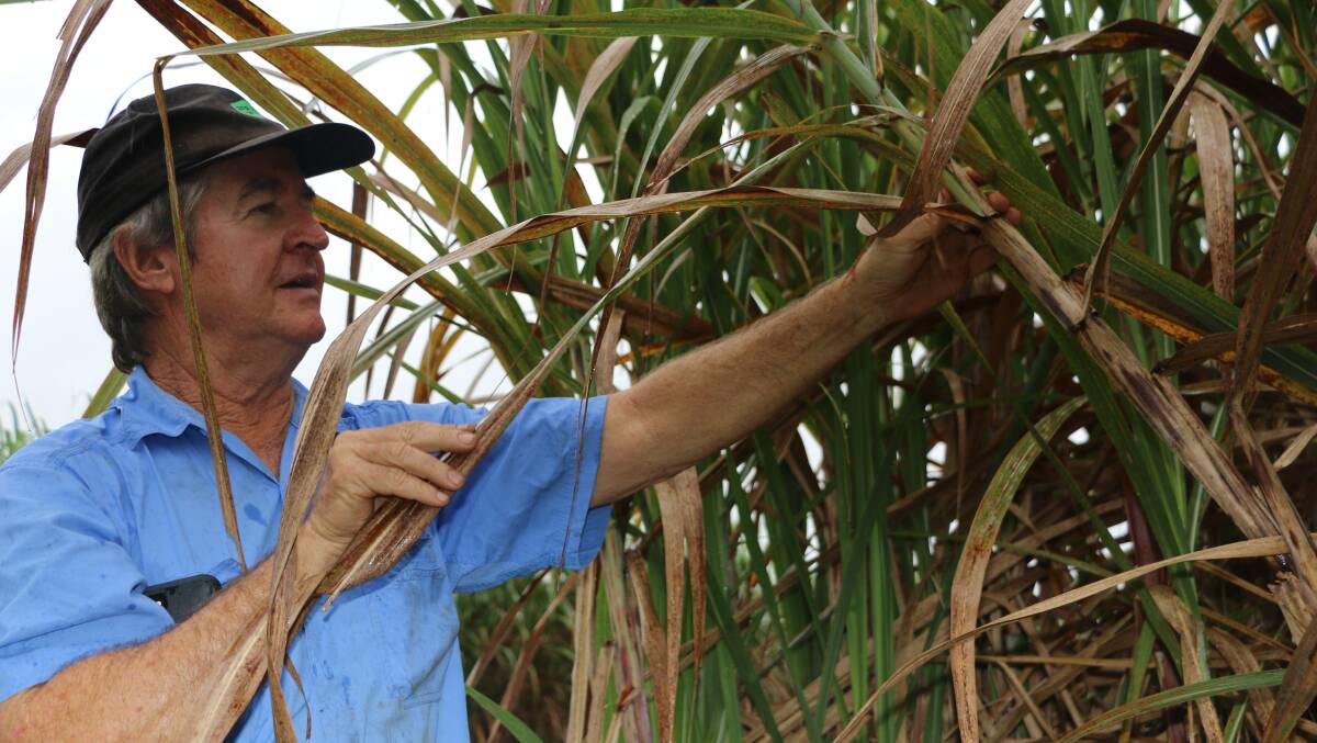 Tully grower Tom Harney says the breakthrough on chlorotic streak disease should lead to better management practices.