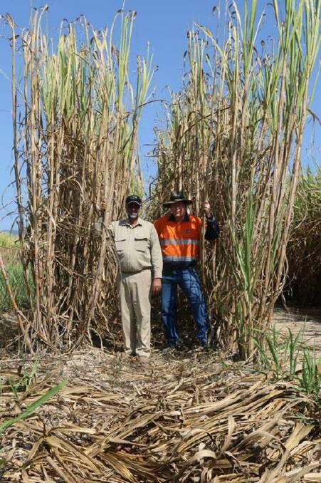 Grower David Singh and Tully Sugar cane productivity manager Greg Shannon, are both part of the Tully Variety Management Group. 