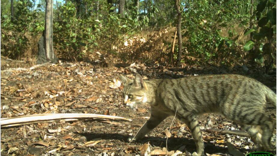 Feral cats are costing Australian agriculture up to $12 million a year.