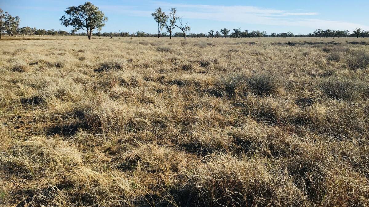 Ray White Rural: The Charleville property Wallal is being sold through an expressions of interest process closing on October 8.