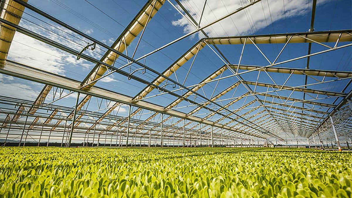 An important part of Koala Farms business is the nursery’s retractable roof, which provides climate controlled growing conditions.