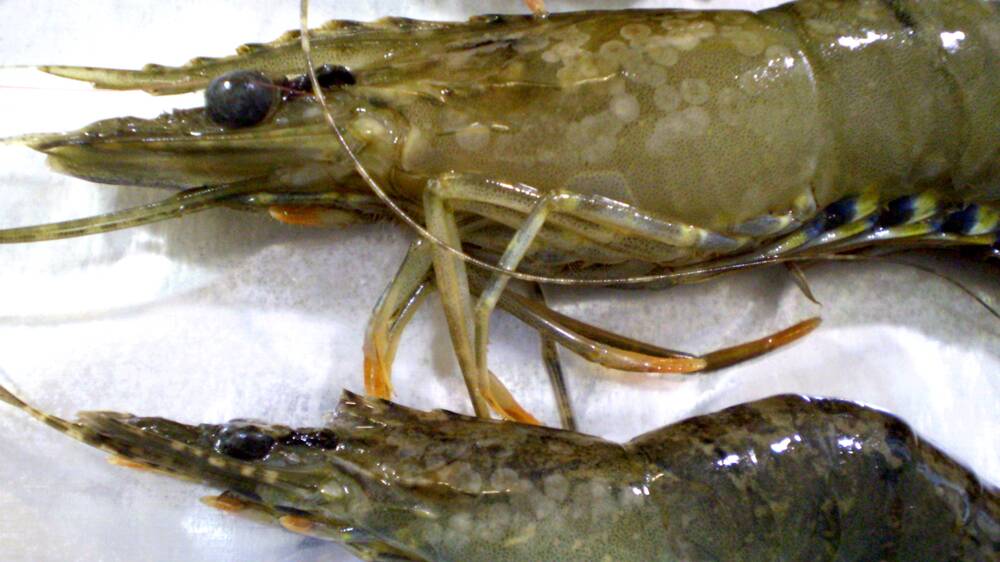 IMPORT RISK: Raw prawns showing white spot lesions.