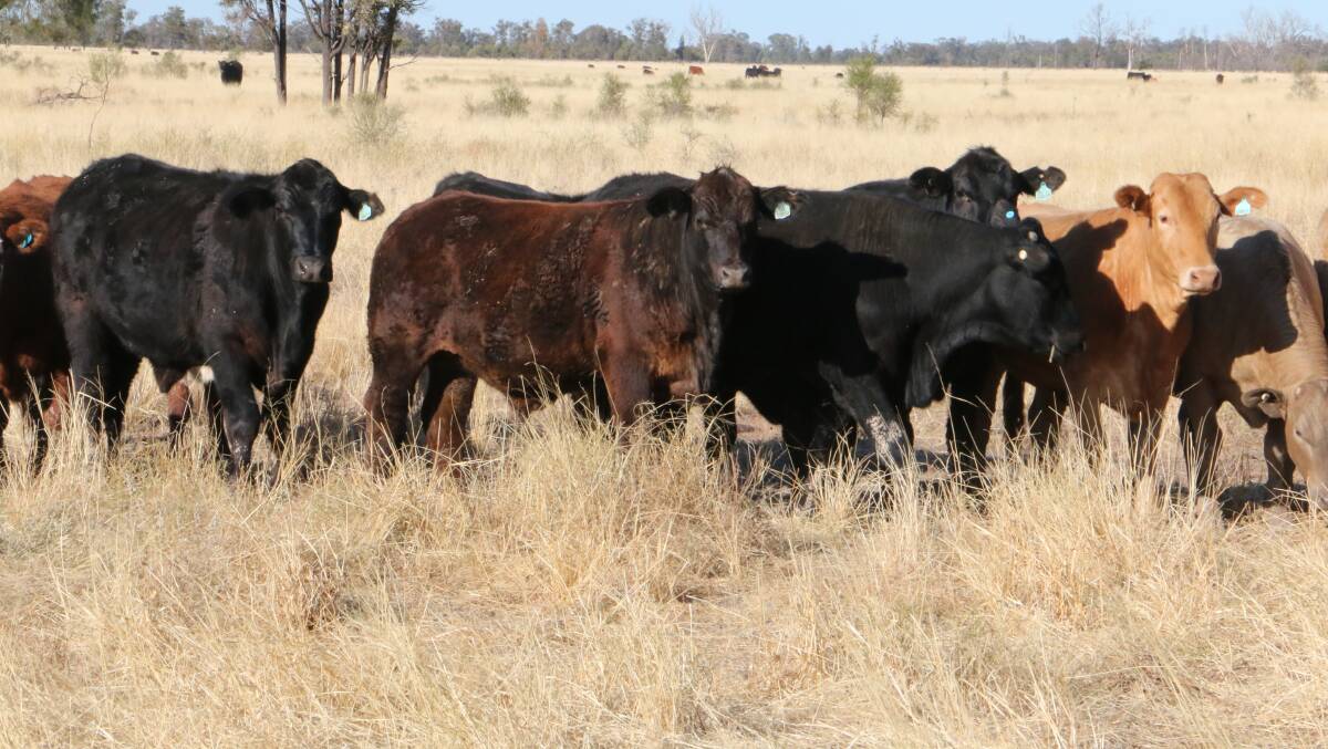 ON THE MARKET: Adrian and Margaret Tiller's 4976 hectare Maranoa property Siwa was passed in at a Ray White Rural auction for $7 million. 