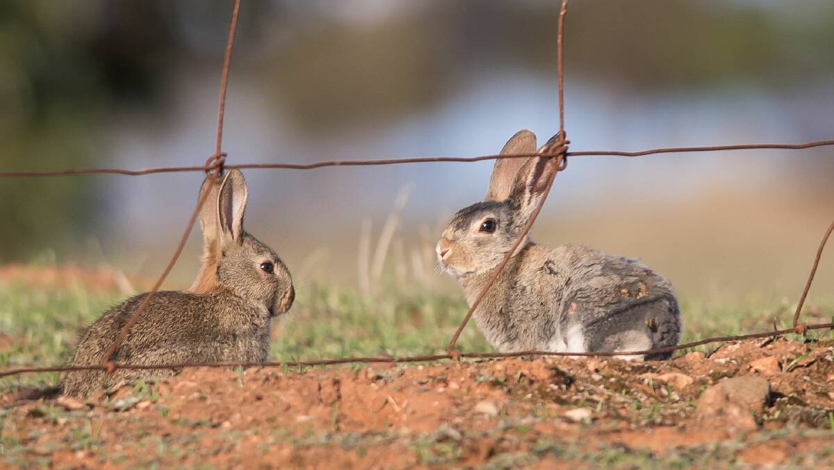 The single biggest vertebrate menace to native species is the European rabbit.