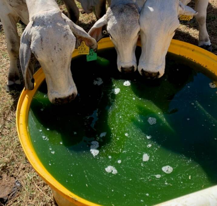 Cattle readily drink water containing green algae. 