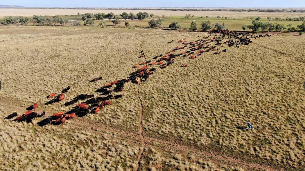 Western Queensland's 77,747 hectare Baratria aggregation is back on the market.