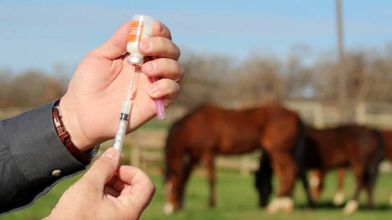 Horse owners are being reminded to vaccinate against Hendra virus.