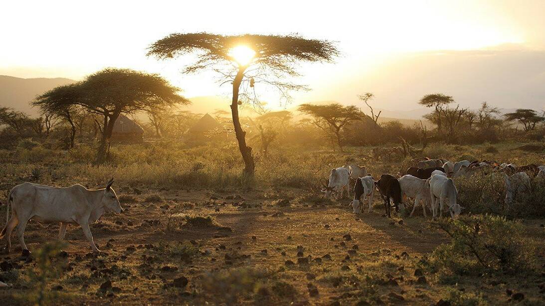 Genetic traits enabling African cattle to survive blistering heat, drought and advancing diseases have been revealed.