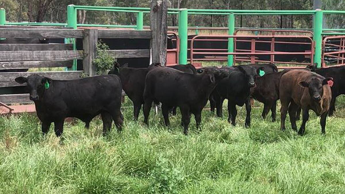 BETTER BEEF: Now is the time to start preparing for weaning and the eventual sale of the calves and development of replacement females. 