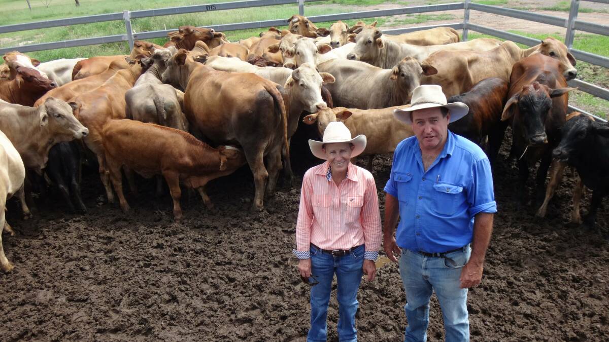 HERD REBUILDING: Charbray cows and calves bought for $1740 by Peter and Helen Little, Ivory's Creek, at the Toogoolawah store cattle sale.