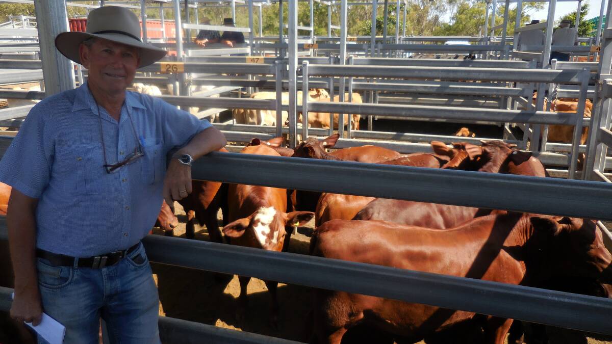 RED HOT: Colin Kleinschmidt of Maudsland sold Santa-cross weaner steers for $950.