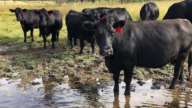 Nutrition and herd health are likely to be the areas most impacted by excessive rainfall.