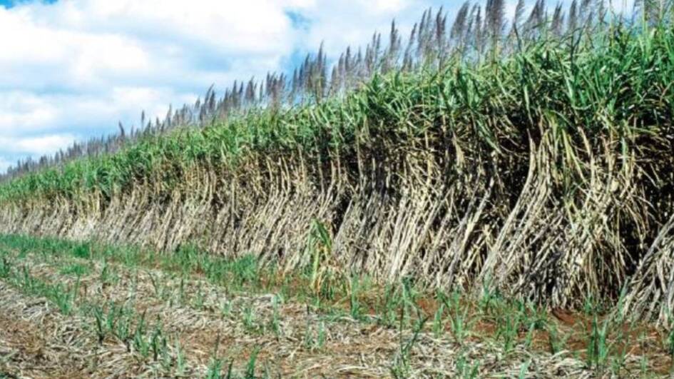 More markets are being opened up for Queensland sugar as sustainable systems become increasingly recognised.