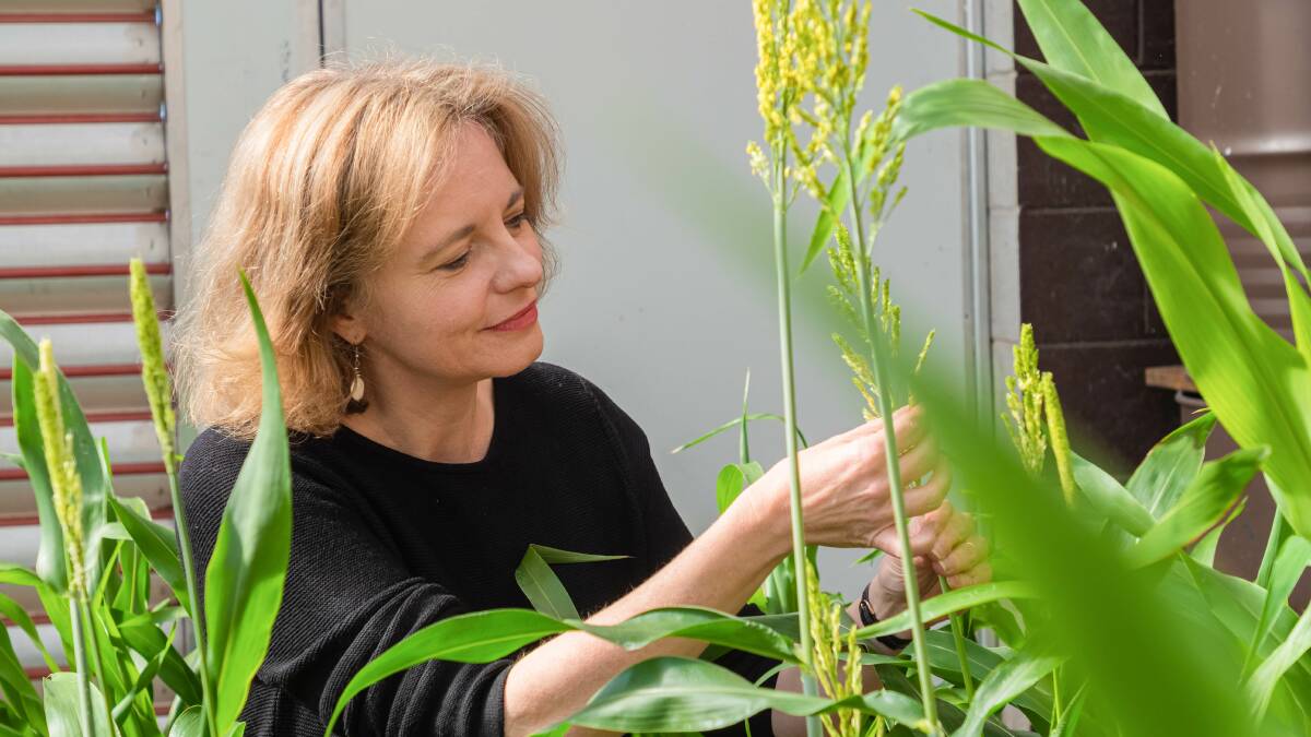 BREAKTHROUGH: A team of scientists led by Dr Emma Mace identified novel genes from wild relatives of cultivated sorghum.