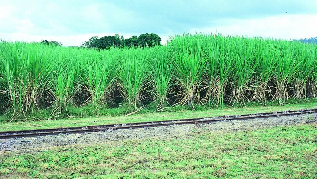 INDUSTRY RISK: Ratoon stunning disease (RSD) is threatening commercial cane crops.