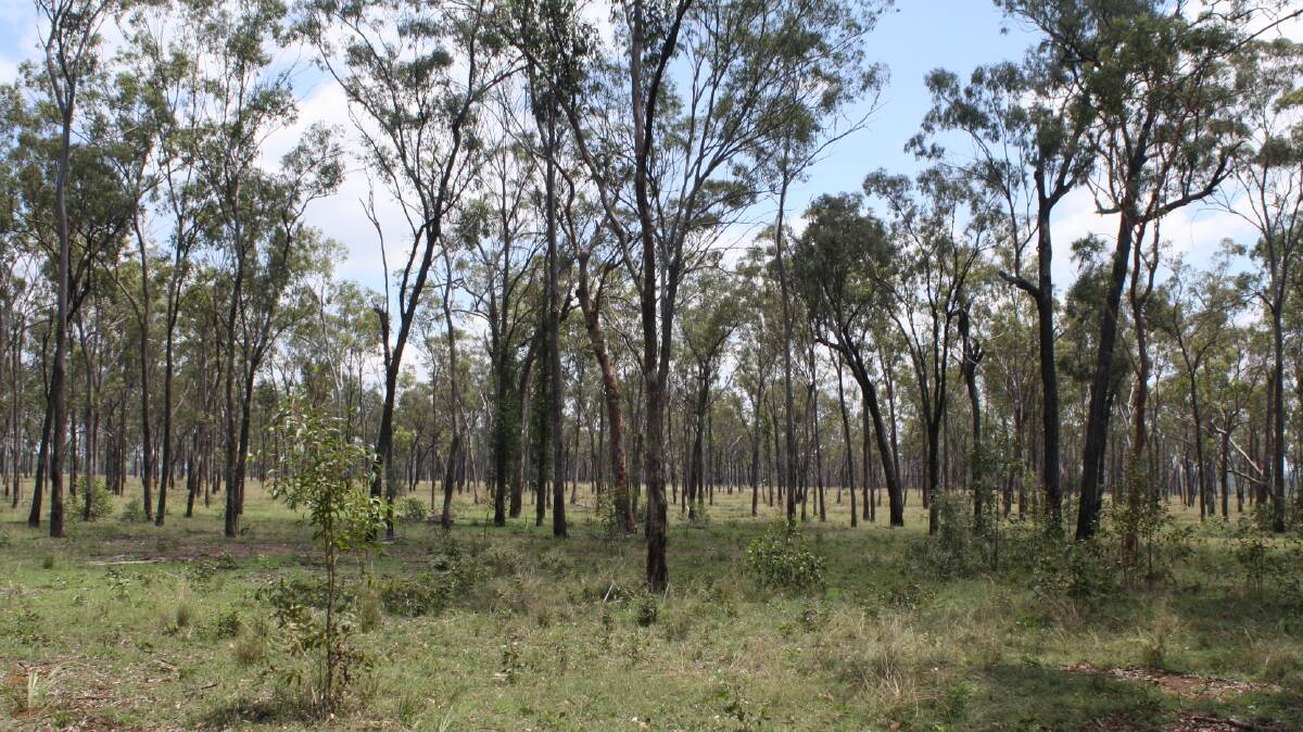 An area that is alleged to have been illegally cleared on Chess Park, Eidsvold.