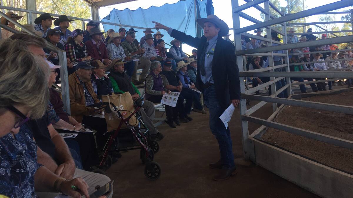James Bredhauer, Aussie Land and Livestock, pulling in bids at the Coolabunia Classic Charolais bull sale.