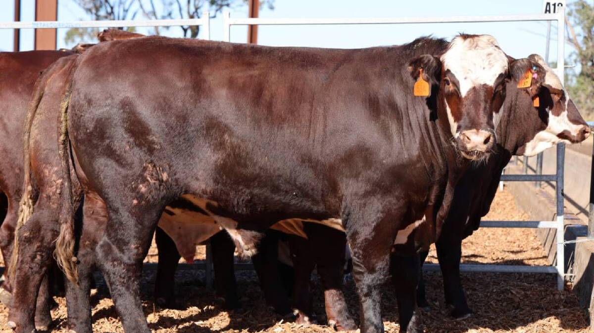 Royal 100 steaks served at the Regatta Hotel on Tuesday night were sourced from Yulgilba's Santa/Hereford-cross steers. This steer recorded 3.59kg daily gain. Picture Liz Allen.