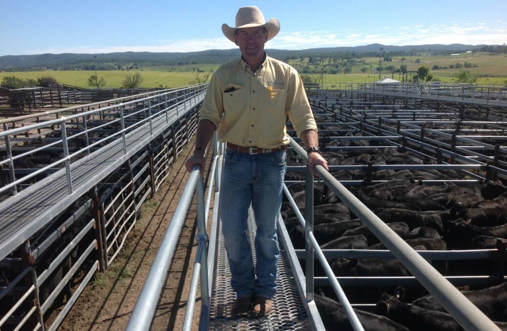 SEA OF BLACK: Ray White Livestock coordinator Bruce Birch says while there will be still be standout sales, expect overall weaner numbers and weights to be down. He is pictured at the Tenterfield saleyards.