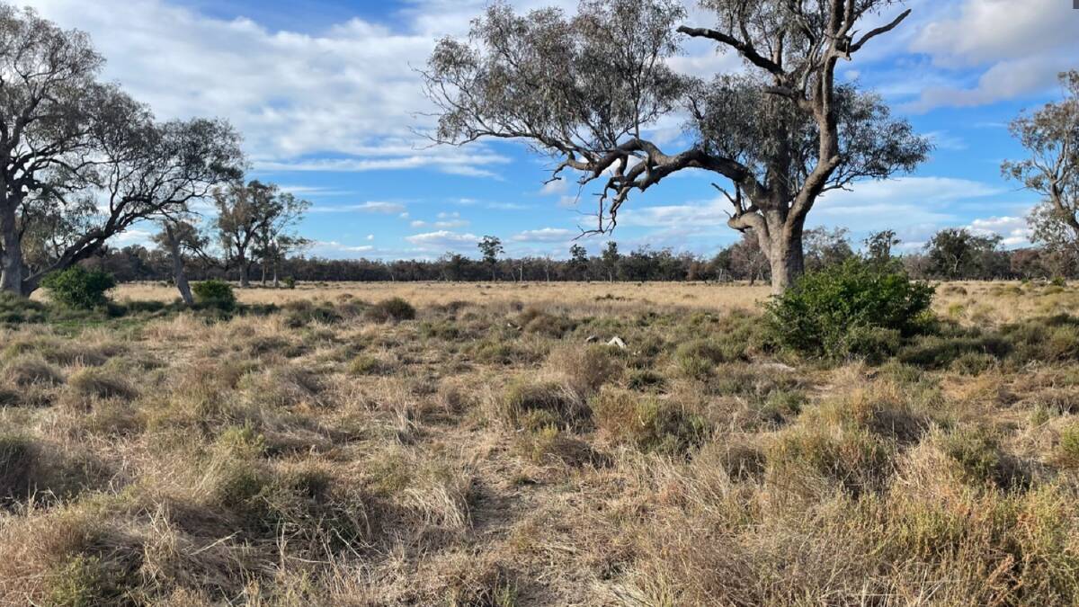 A grazing block in the tightly held Nowley area north east of Burren Junction has sold at a Davidson Cameron & Co auction for $2224/acre.