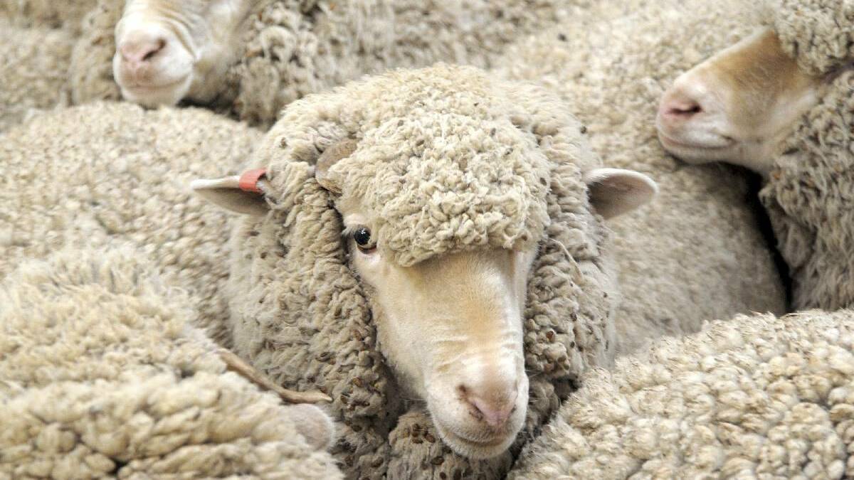The Australian wool market eased a further 29c on the back of a poor quality selection and muted demand.