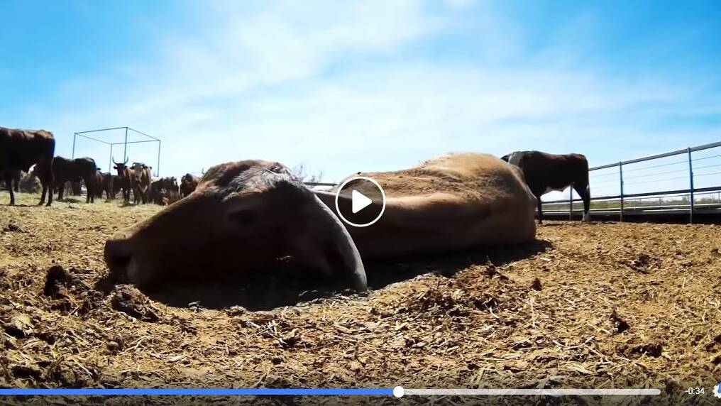 The video shows dying cattle lying in yards.