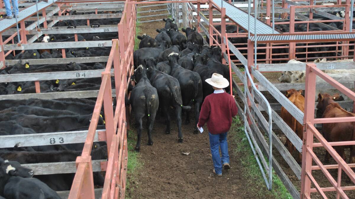 Young cattle have jumped in value by 20-30c/kg liveweight following good rain in Southern and Central Queensland. 