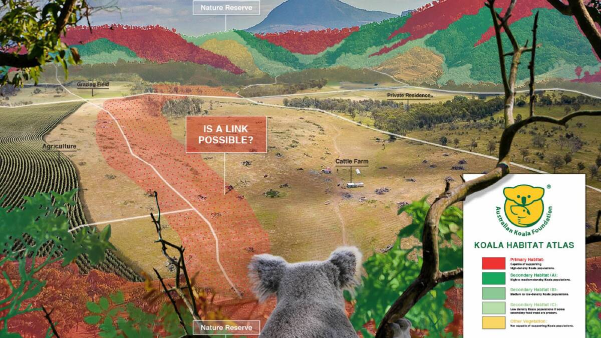 Landholders would be given incentives to plant koala forests to link fragmented habitats, under a new plan developed by the Australian Koala Foundation.