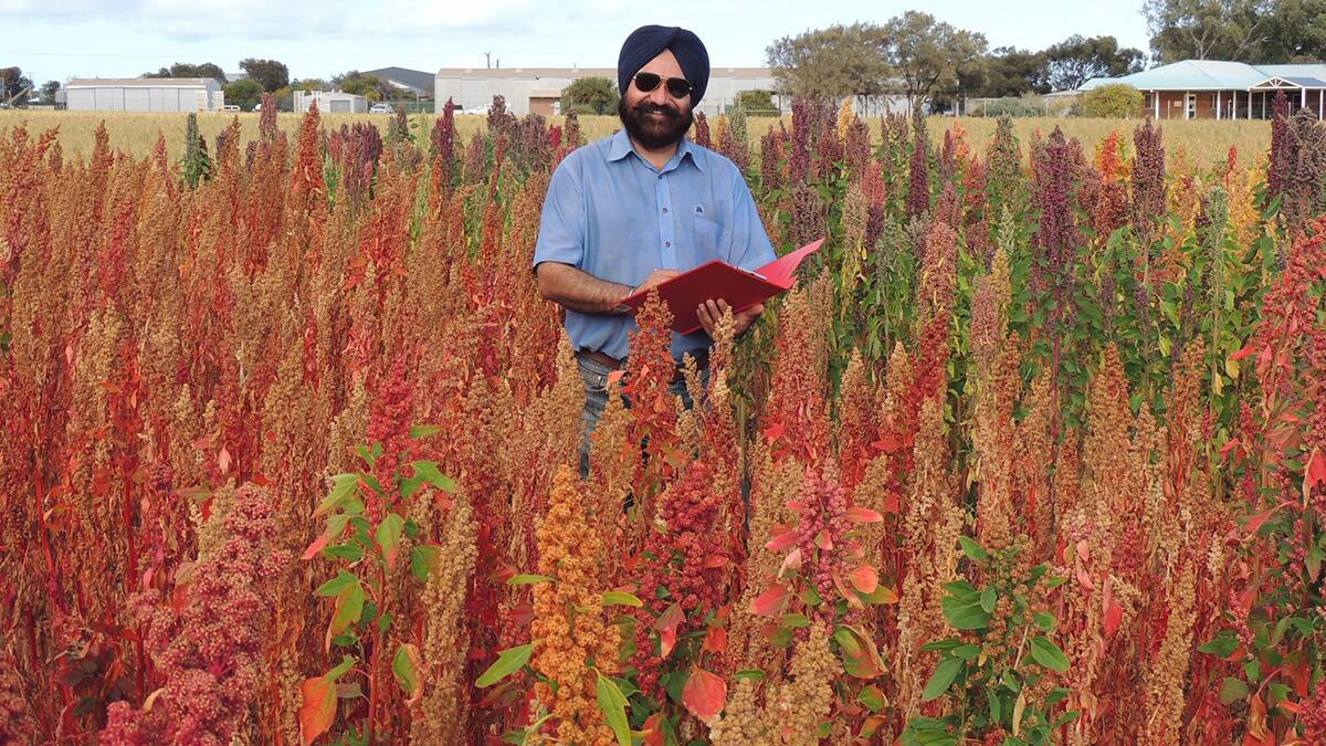 DPIRD research scientist Dr Harmohinder Dhammu, principal investigator of the project, in quinoa variety trial at Geraldton, WA. Kruso white yielded the highest (3.1 tonnes/ha) among the national trials at this site.