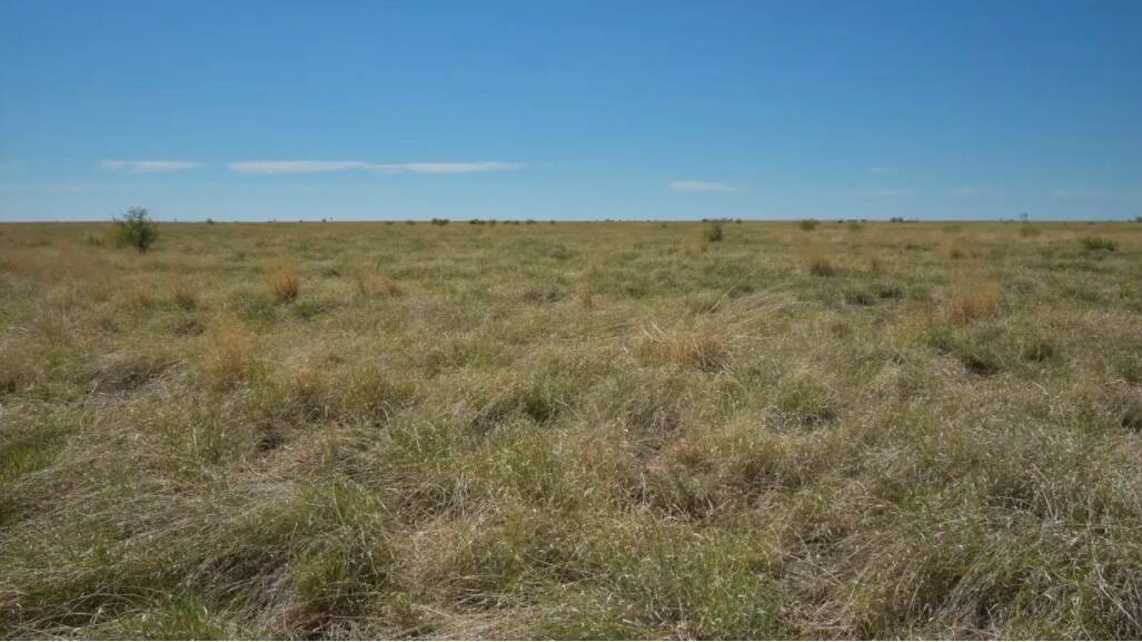Leebrook comprises of mainly Mitchell grass downs plus buffell on the ridges and in the creeks, and about 2020ha of flood out country from Sardine Creek.