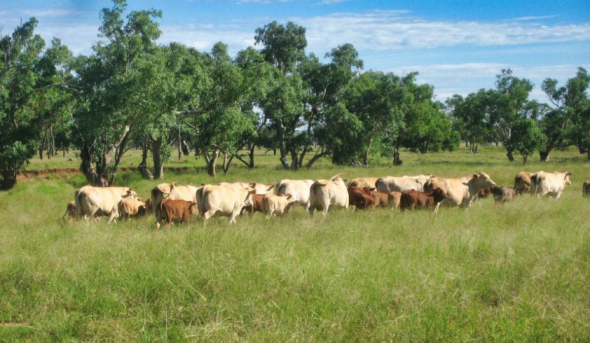 Have a look at some of the top cattle country headed to auction in Queensland during April.