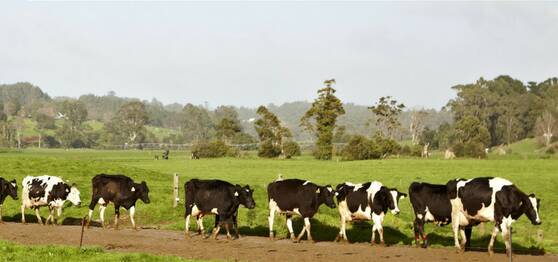 PRICE PAIN: A royal Commission into supermarkets is essential say Queensland dairy farmers.