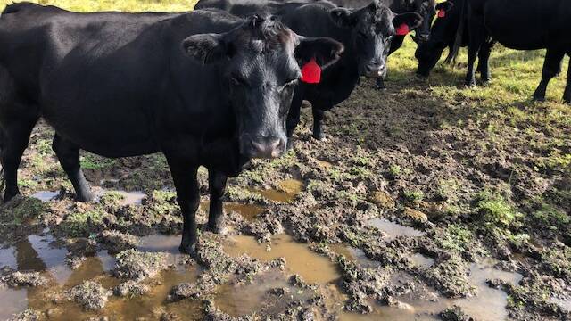 Muddy areas create a suction effect on the legs and hooves of cattle.
