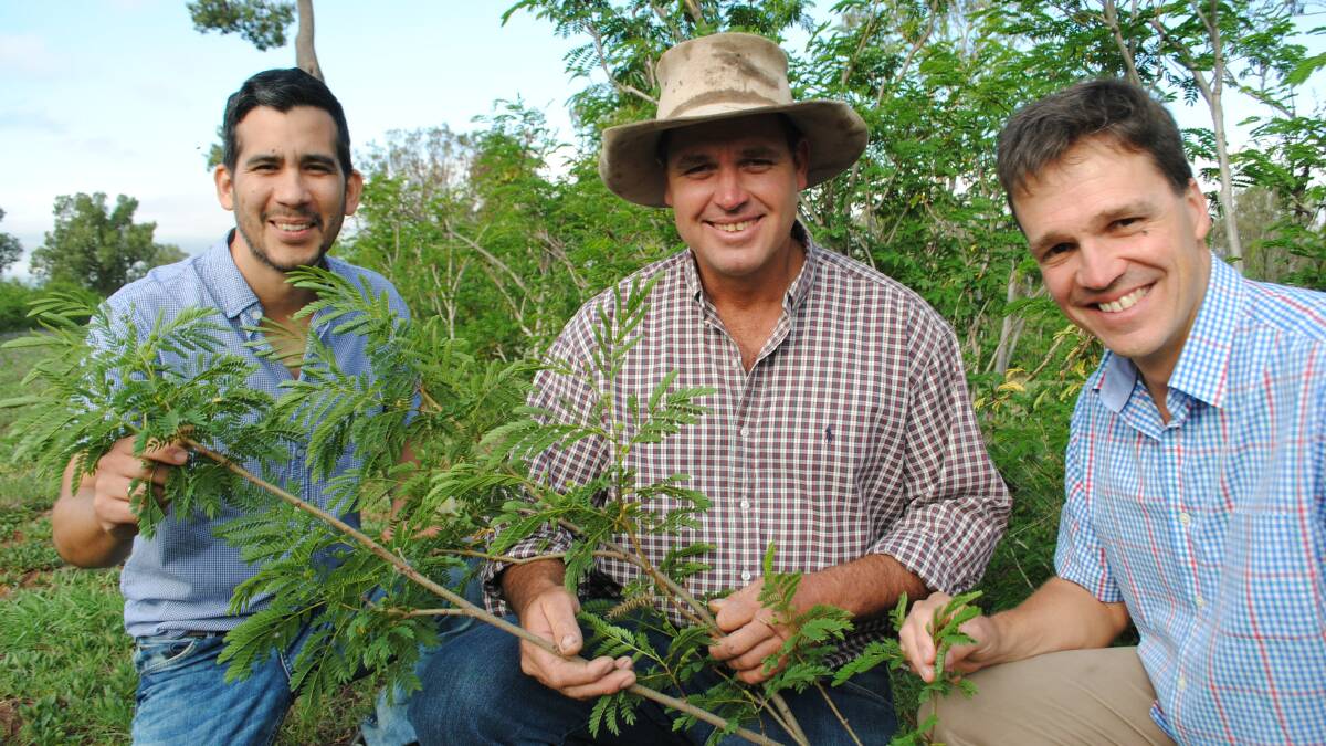 TREE LEGUME: Craig Antonio (centre), Borambil, Millmerran, with leucaena experts Dr Nahuel Pachas and Dr Scott Dalzell from the University of Queensland.
