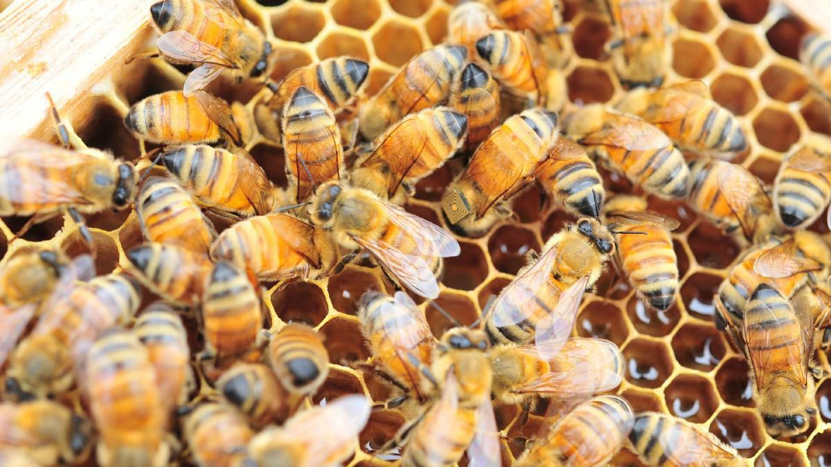 Modern genetic techniques will be used to improve Australia's bee seedstock.