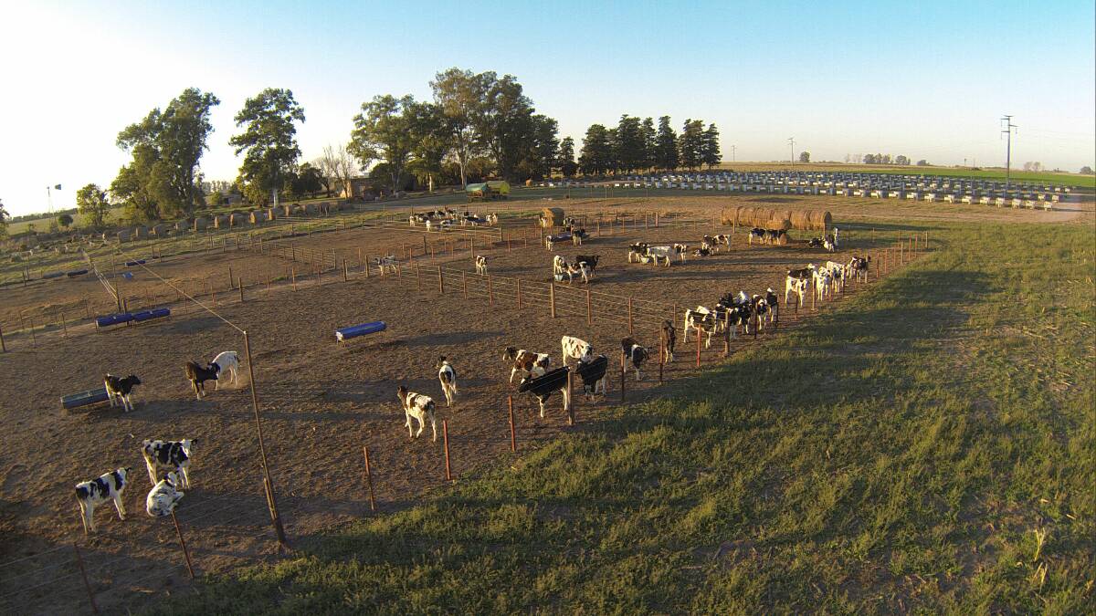 Calf rearing on Chiavassa family farm.