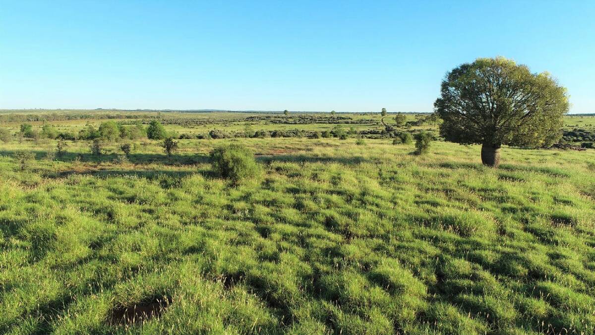 Nutrien Harcourts: Mungallala property Larnook was passed in at auction on a vendor's bid of $8 million.