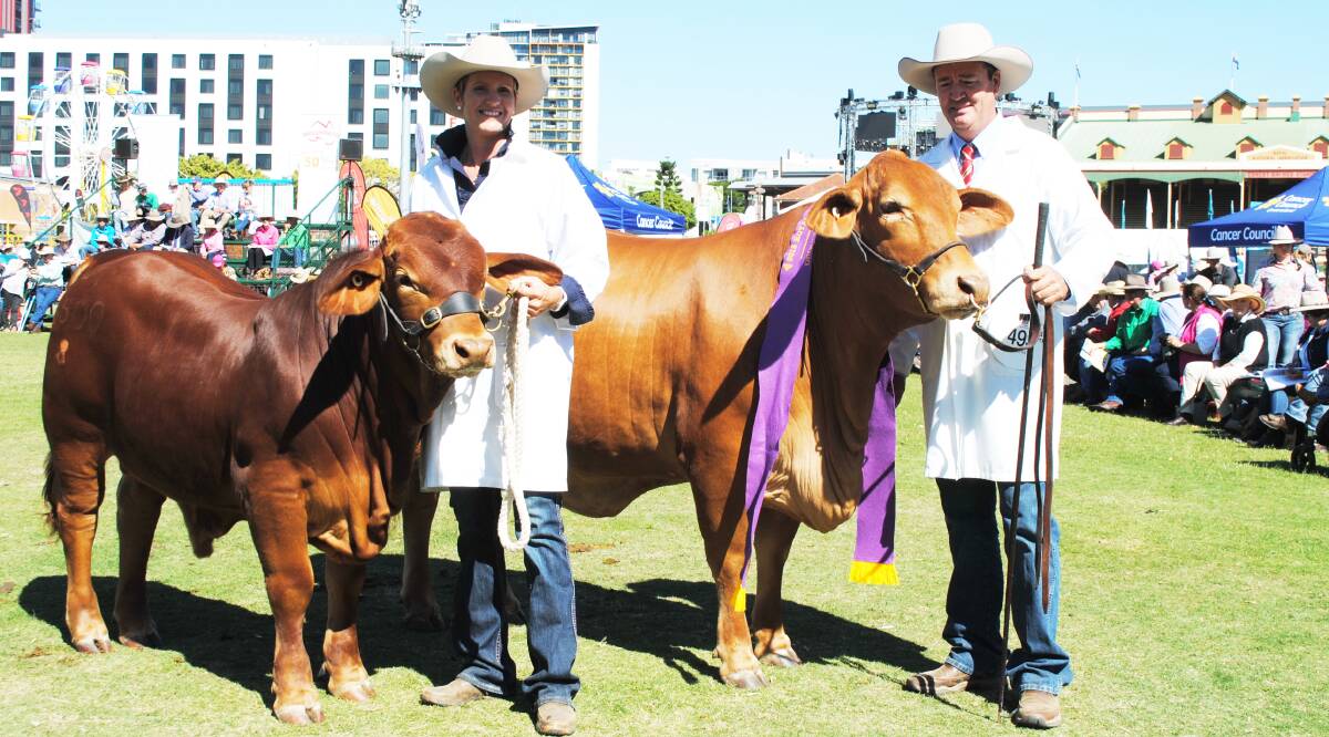 Helen and Darren Childs, Glenlands, Theodore, and the senior and grand champion Droughtmaster female Glenlands D Vogue with her bull calf at foot.